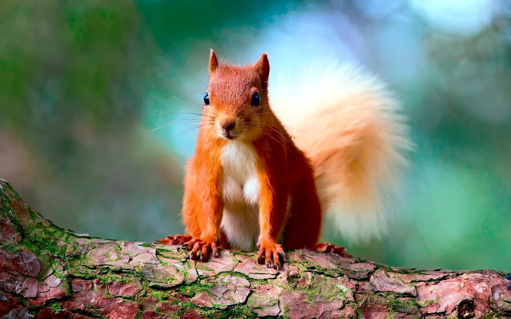 Teleutka squirrel