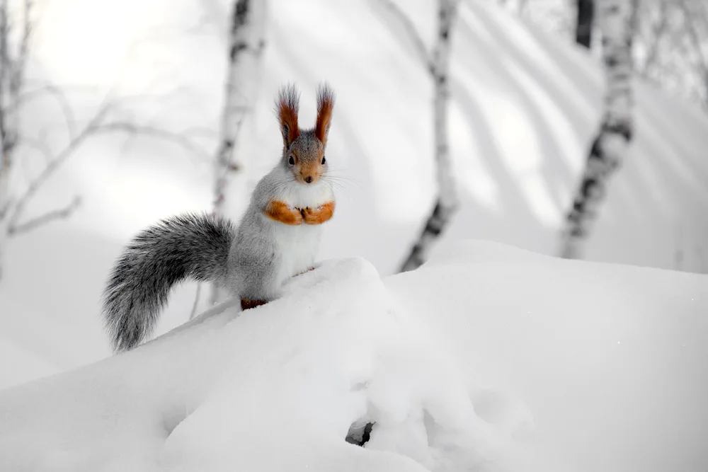 Winter Squirrel