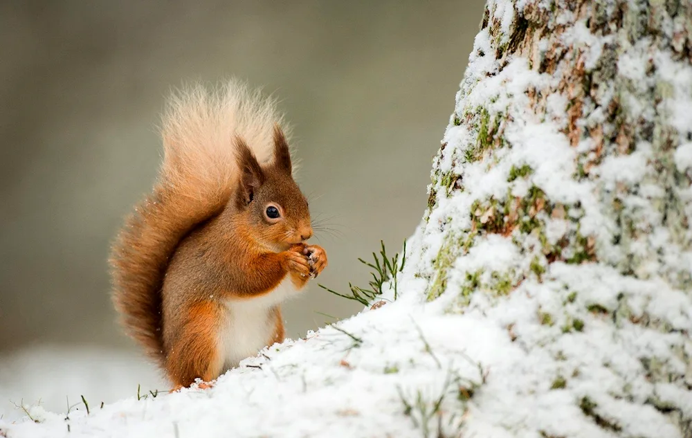 Winter Squirrel animals