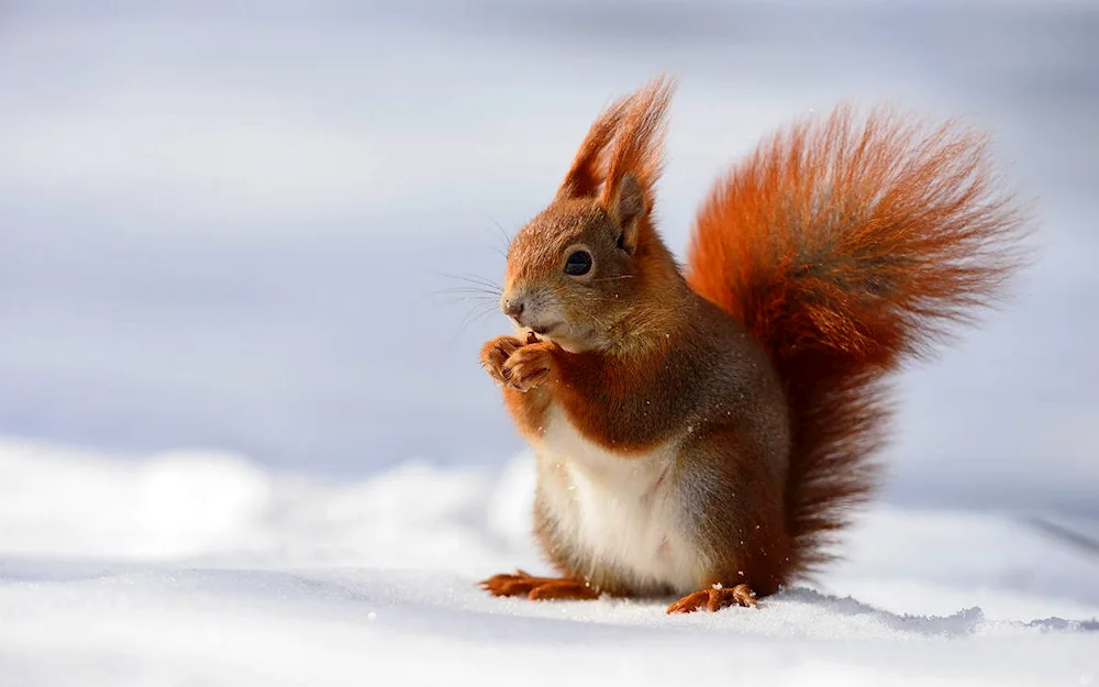 Winter Squirrel animals