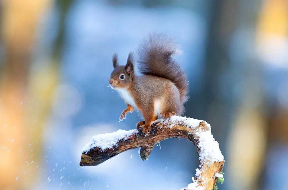 Winter Squirrel animals