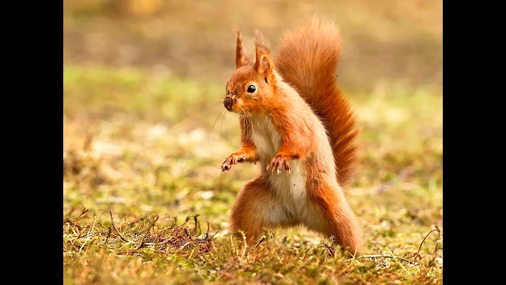 Sabre Tooth Squirrel