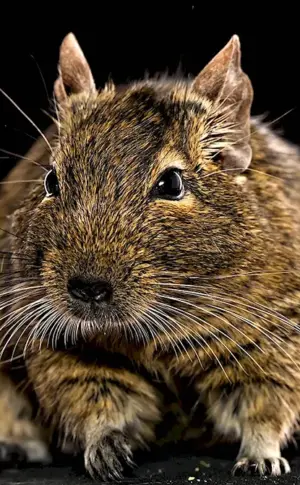 Squirrels degu