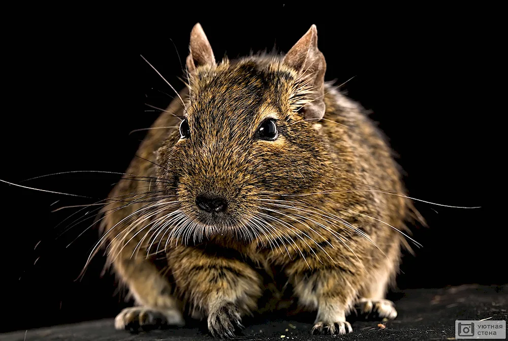 Squirrels degu