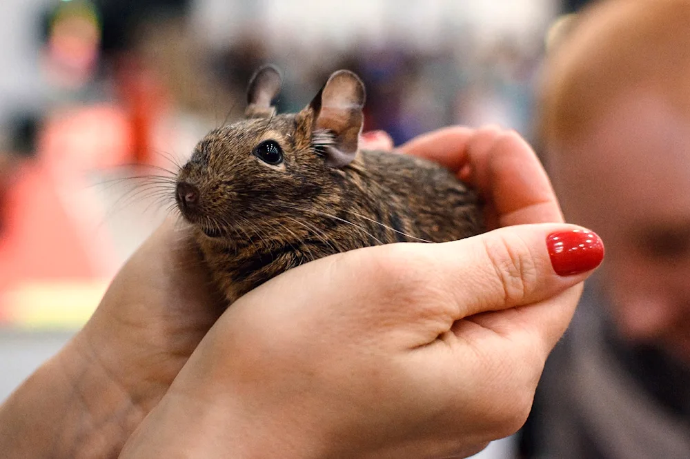 Squirrels degu