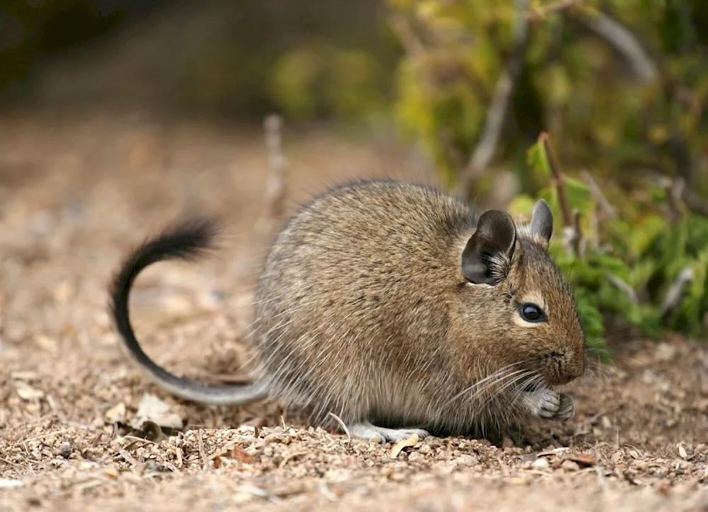 Squirrels degu