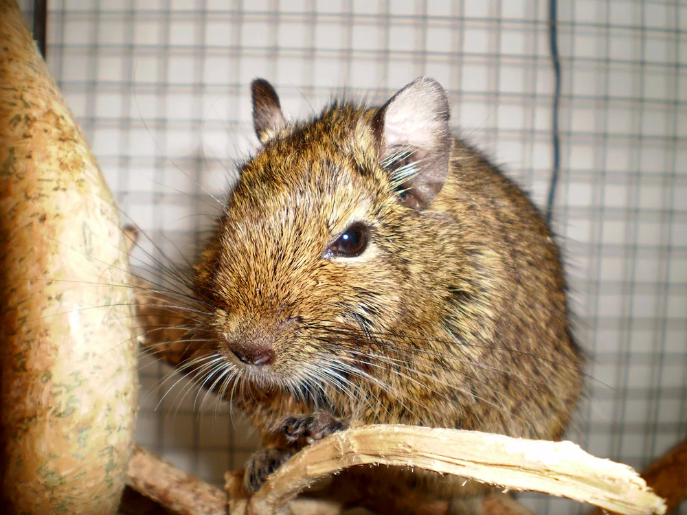 Squirrels degu