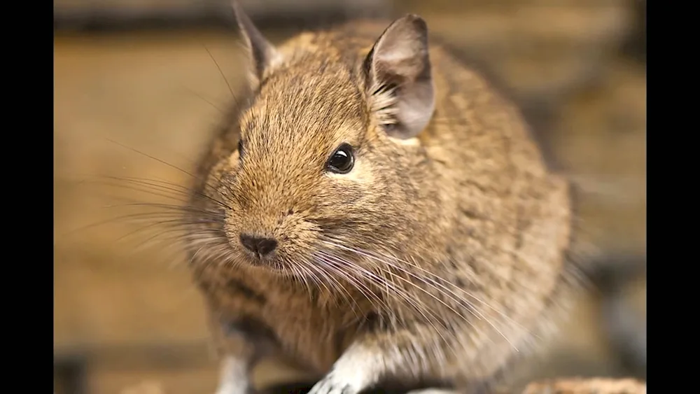 Squirrels degu