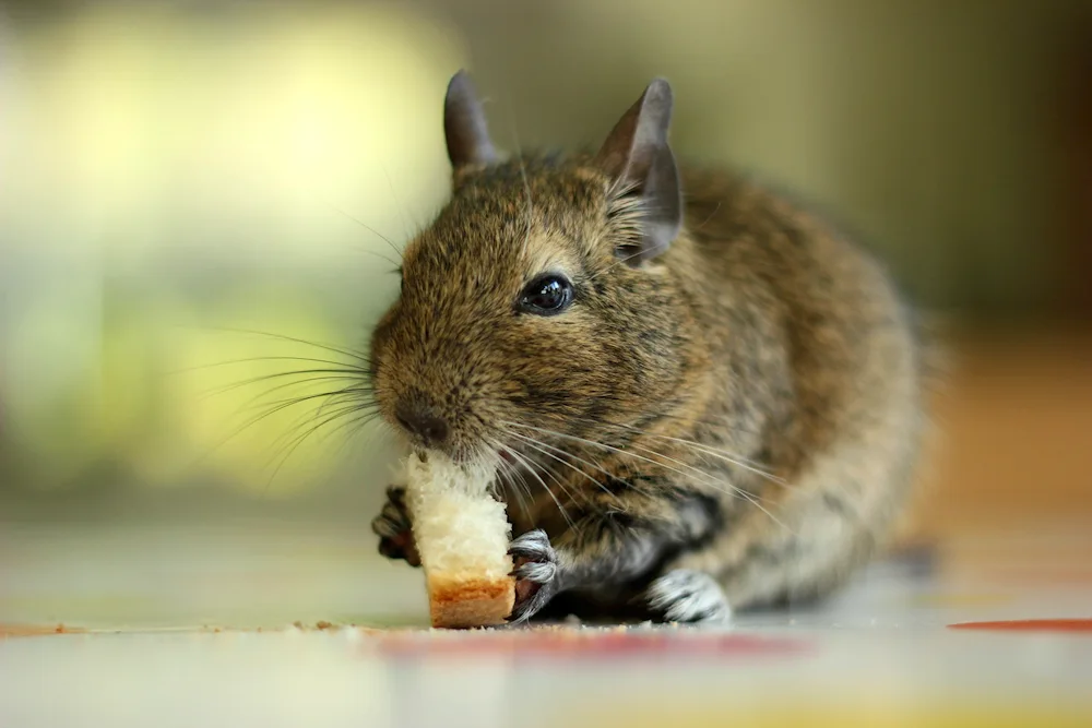 Chilean squirrel degu on white background