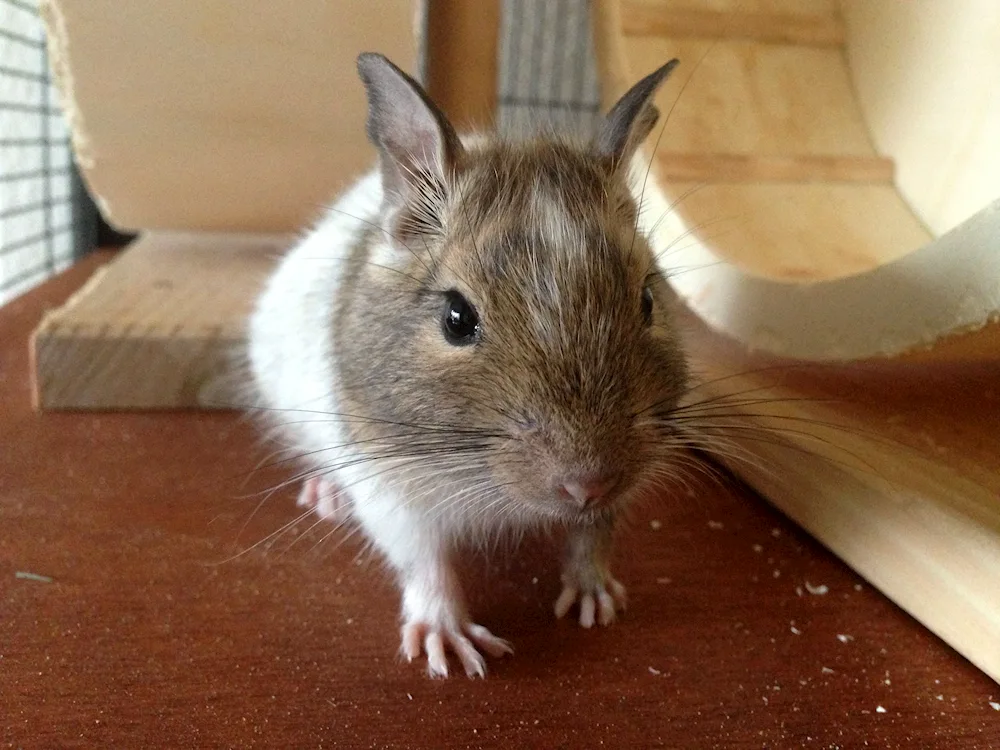 Degu