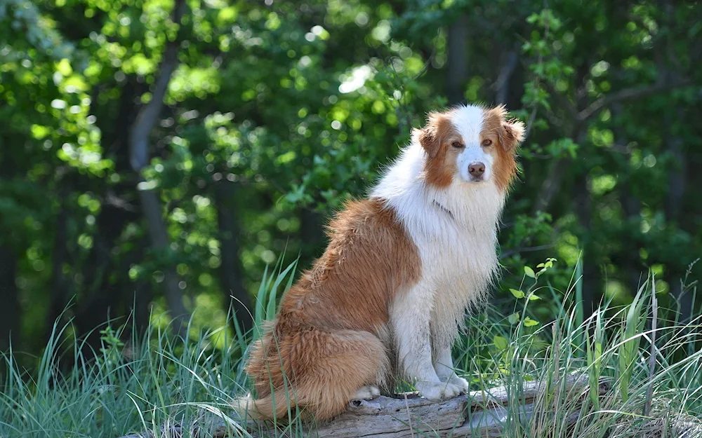 White red dog