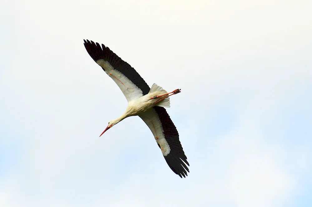 White stork Belarus