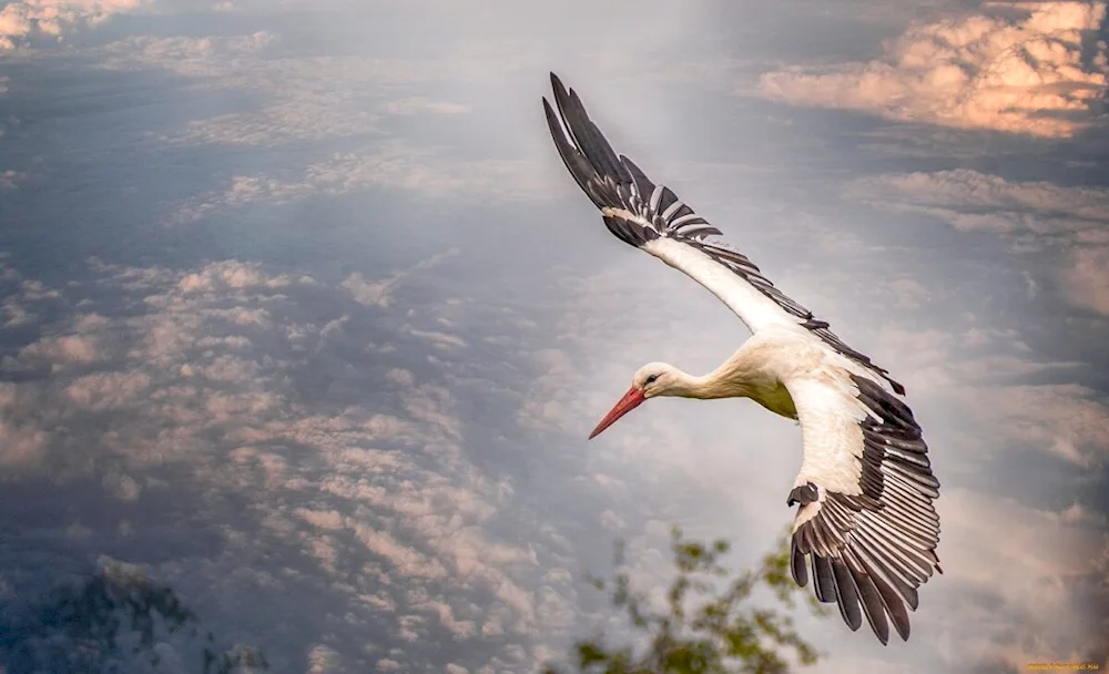 Crane in the sky