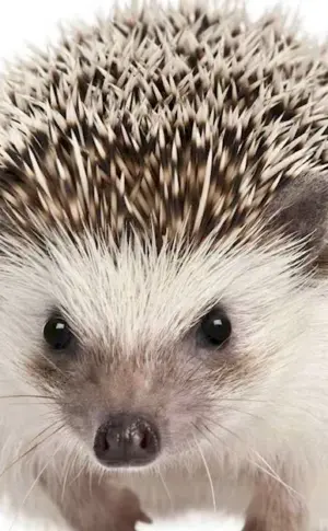 White-bellied hedgehog