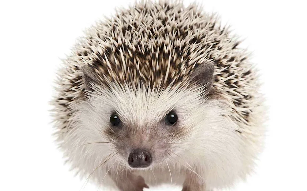 White-bellied hedgehog