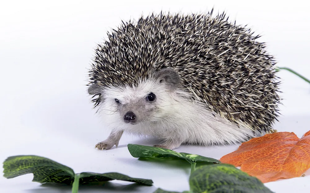 White-bellied hedgehog