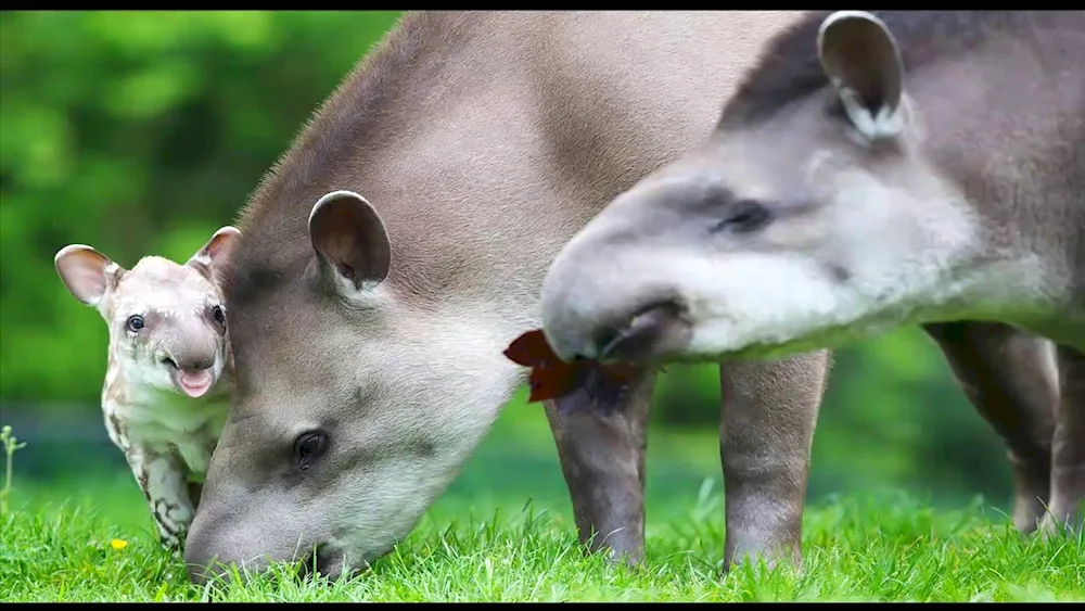 White-bellied tapir