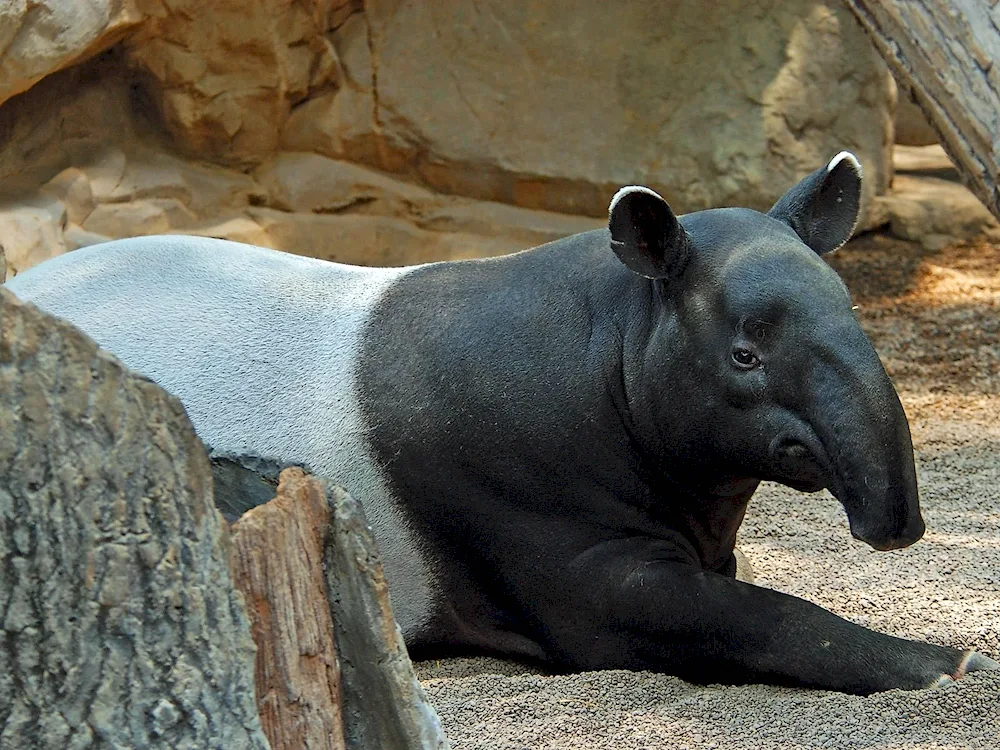 Cheeked tapir