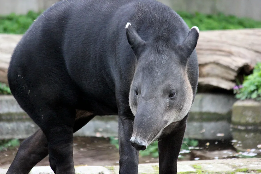 Nonparean ungulate tapirs