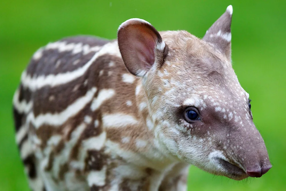 Chepra tapir