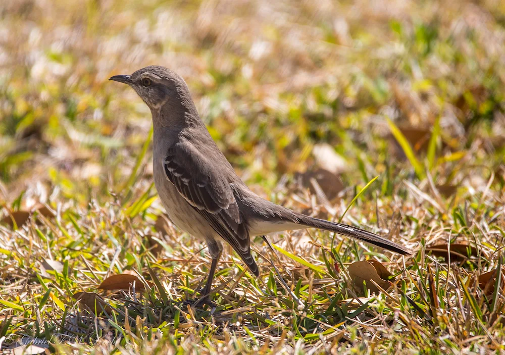 Bird mockingbird