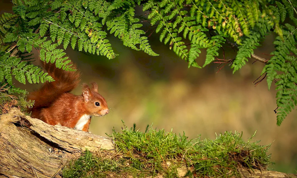 Sonya Squirrel