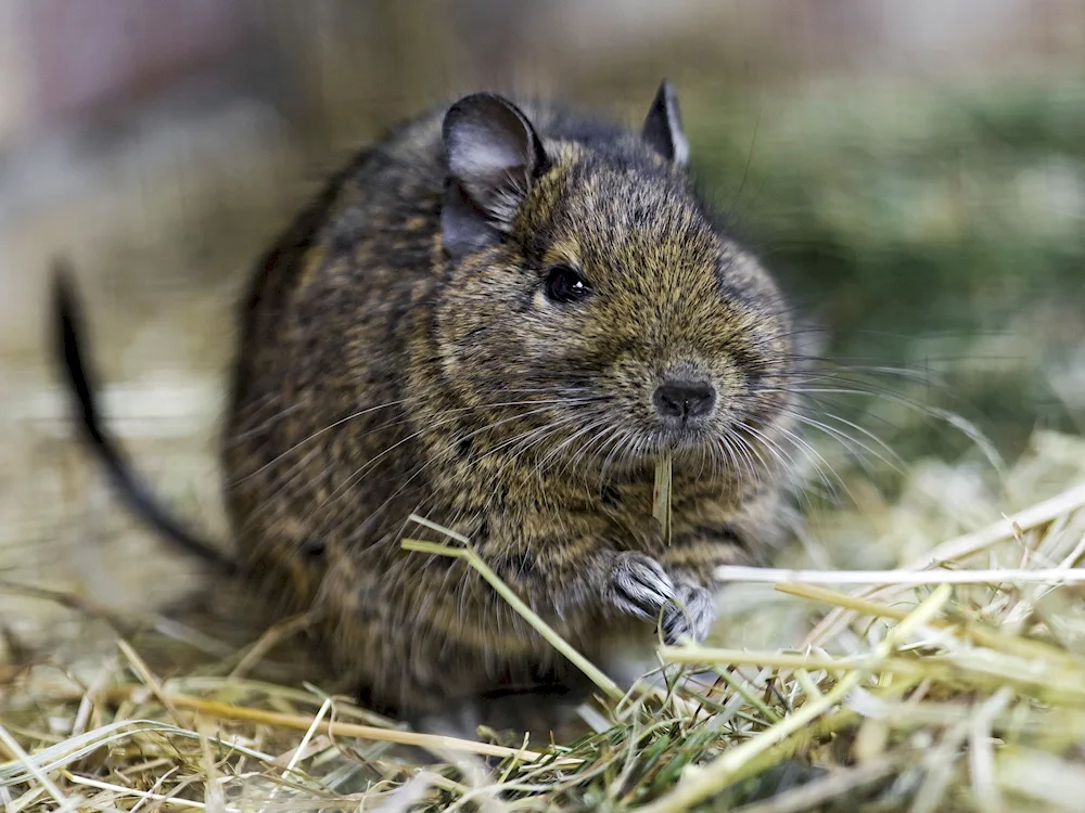 Degu