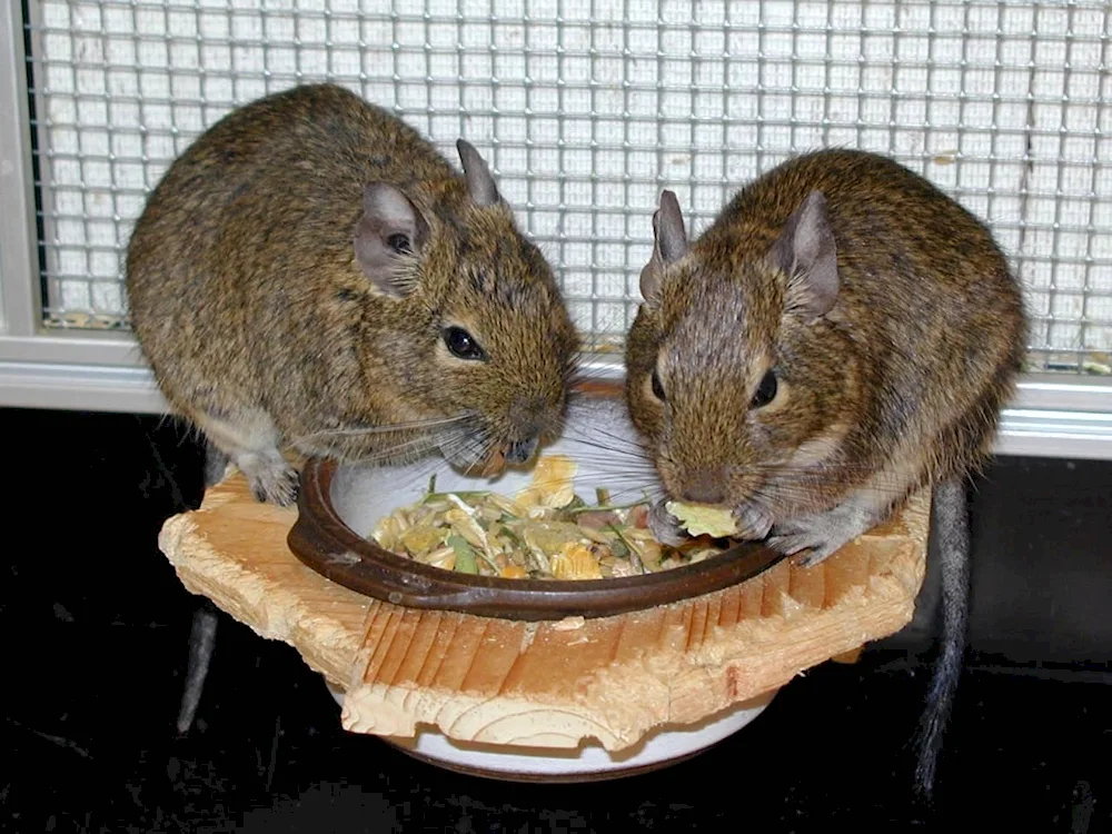 Degu