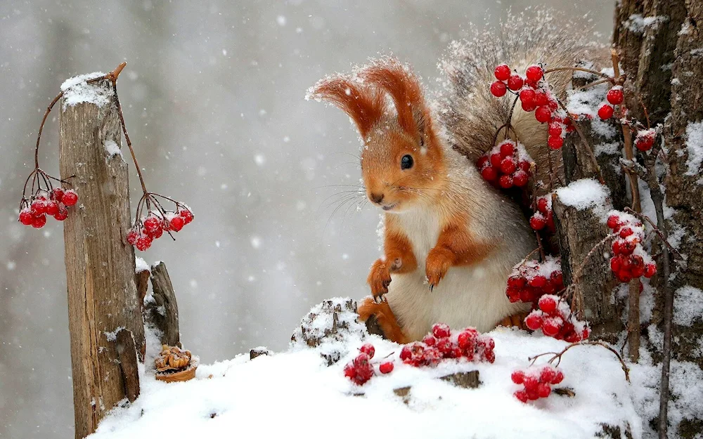 Chickadee in winter