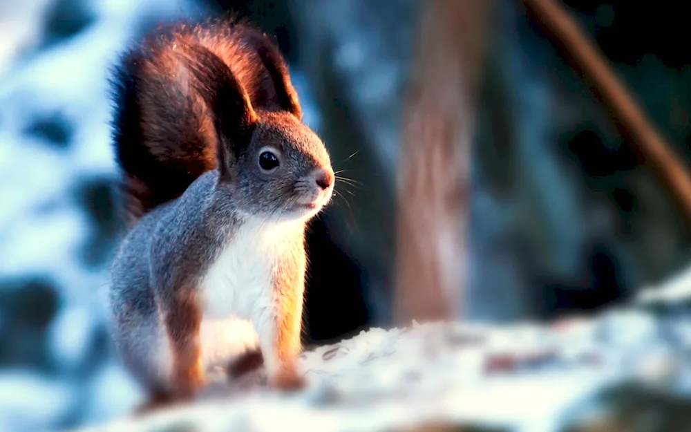 Winter Squirrel animals