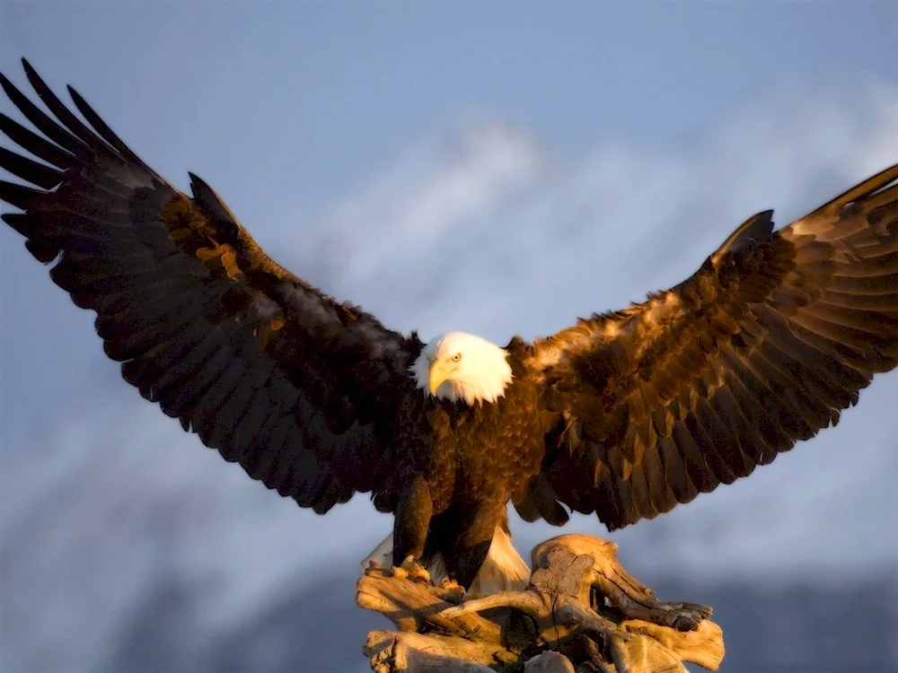 Eagle Berkut in the mountains