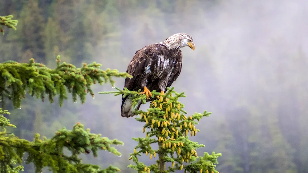 Eagle Eagle. White-tailed Berkut