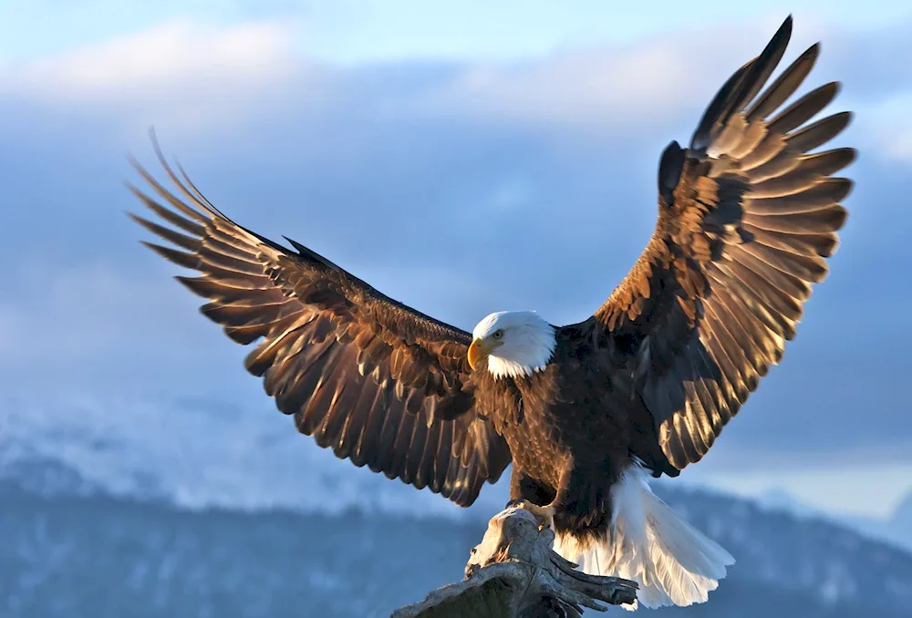 Madagascar Eagle Crickon