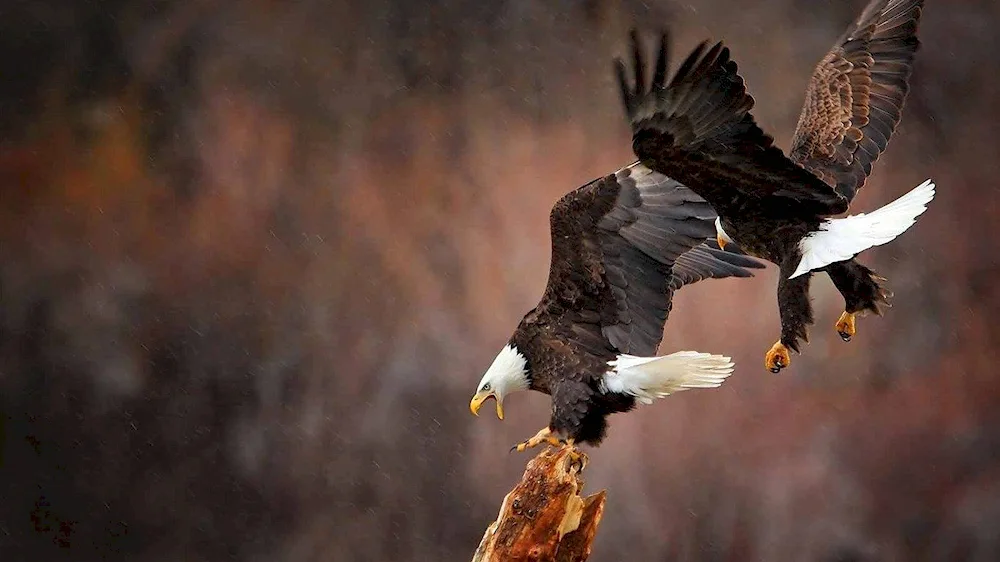 White-headed Eagle USA