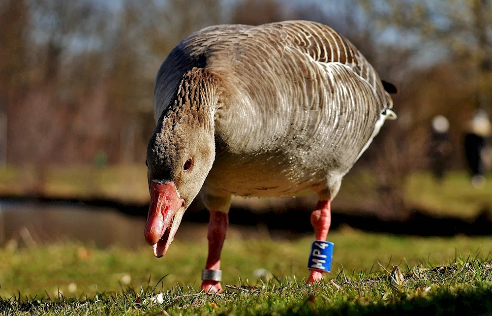 Andean goose Goose