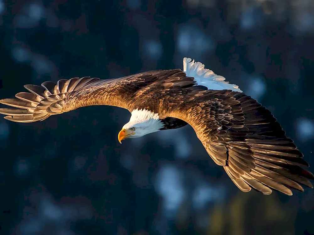 White-headed Eagle USA