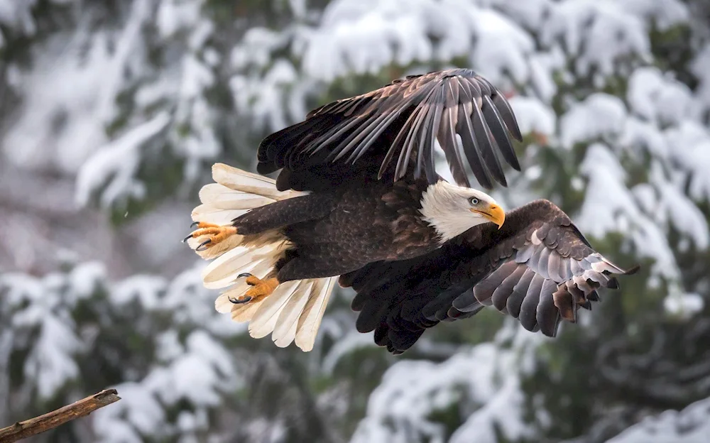 White-headed Eagle