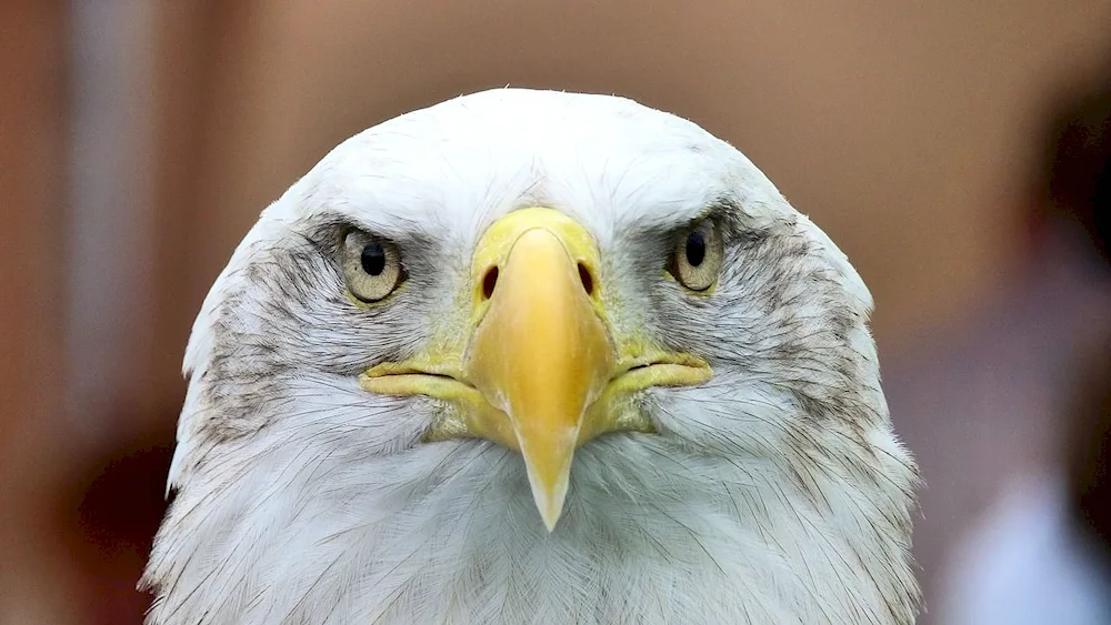 Polar Owl bird