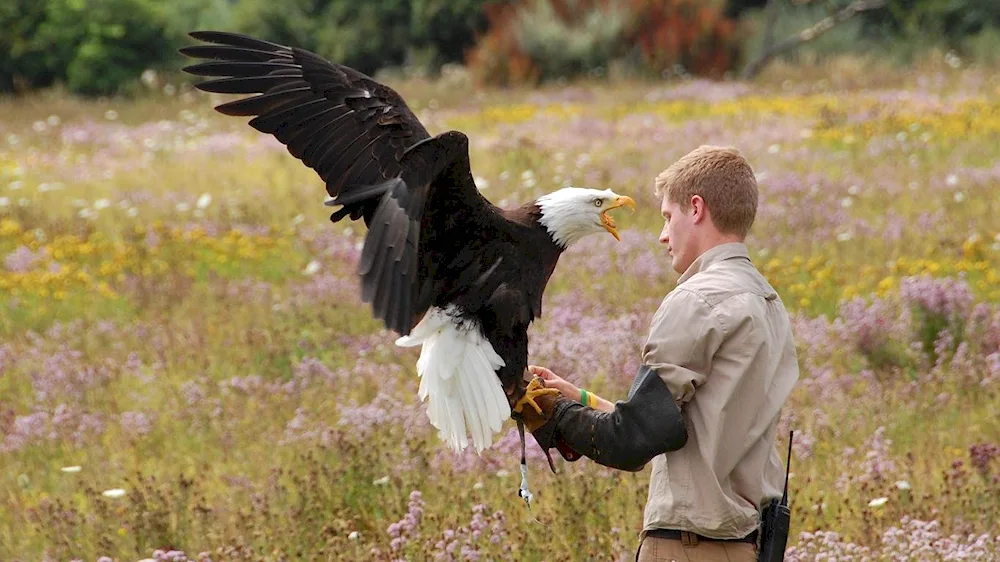 White-headed Eagle and man