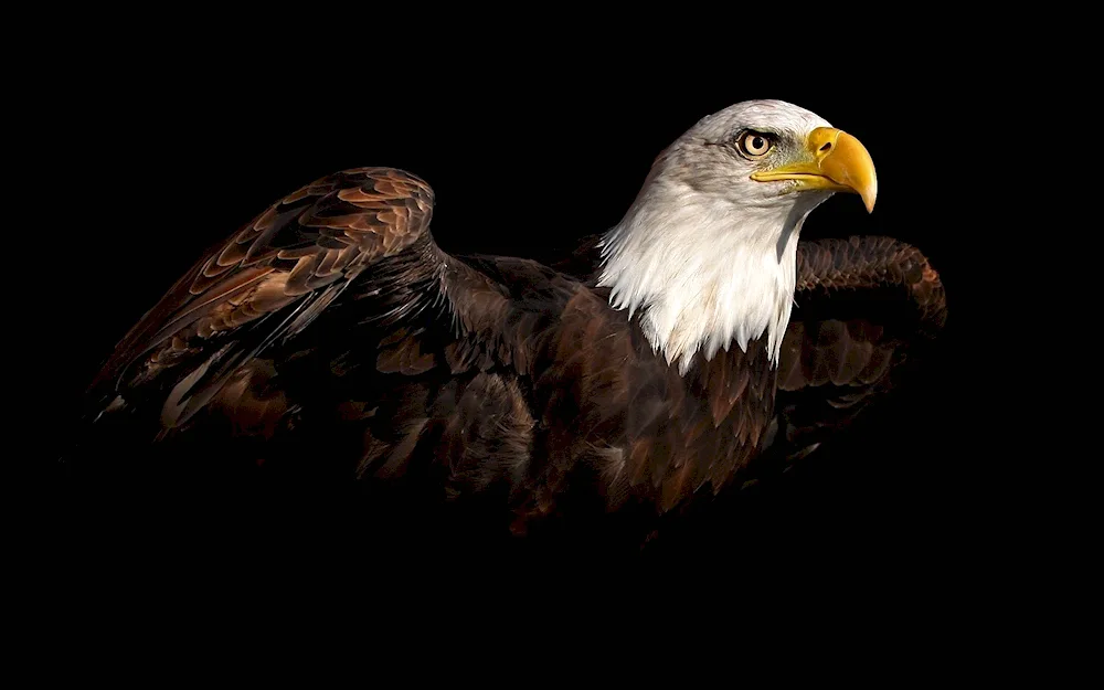 White-headed Eagle