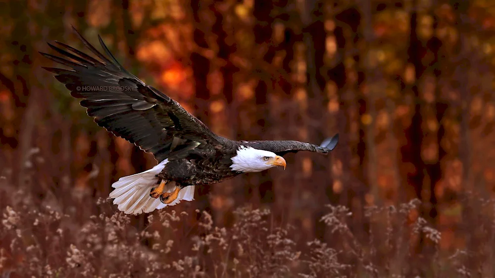 Eagle Eagle White-headed Eagle