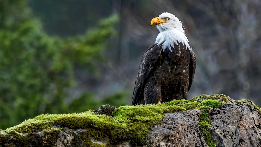 White-tailed Sea Eagle