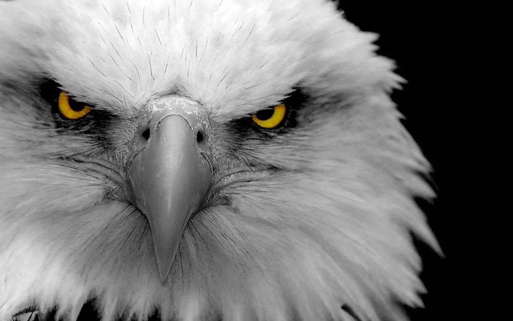 White-tailed Sea Eagle