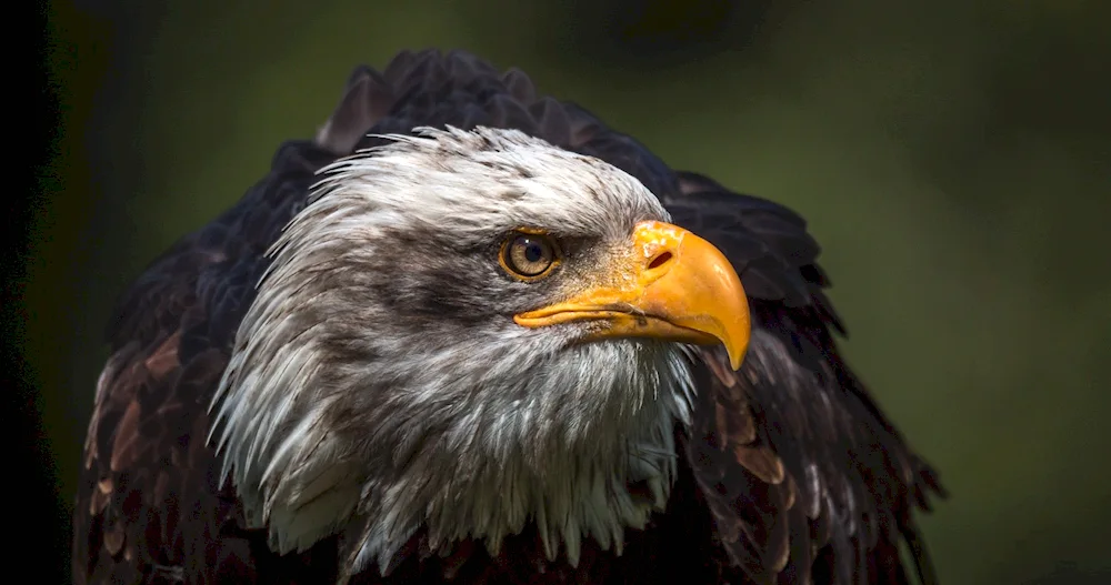 White-tailed Sea Eagle