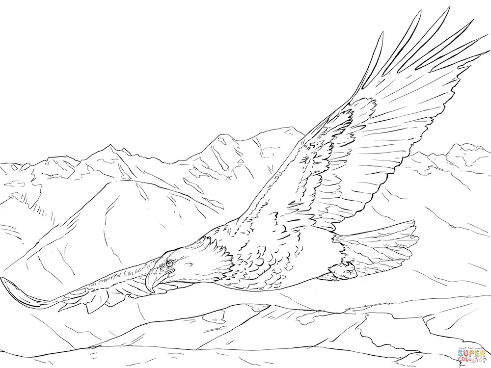 Eagle drawing