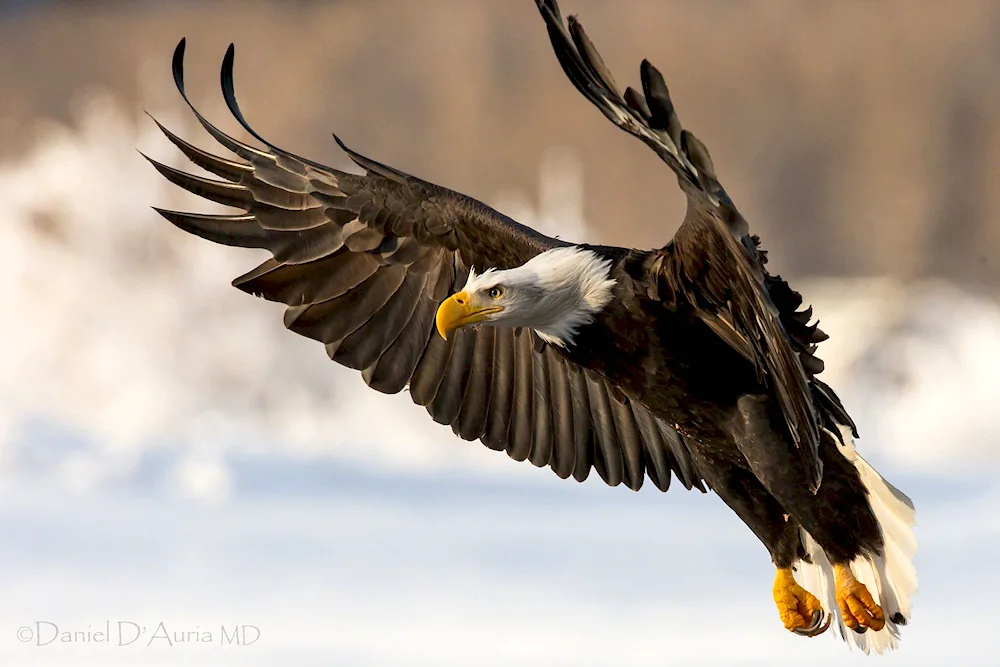 The White-headed Eagle