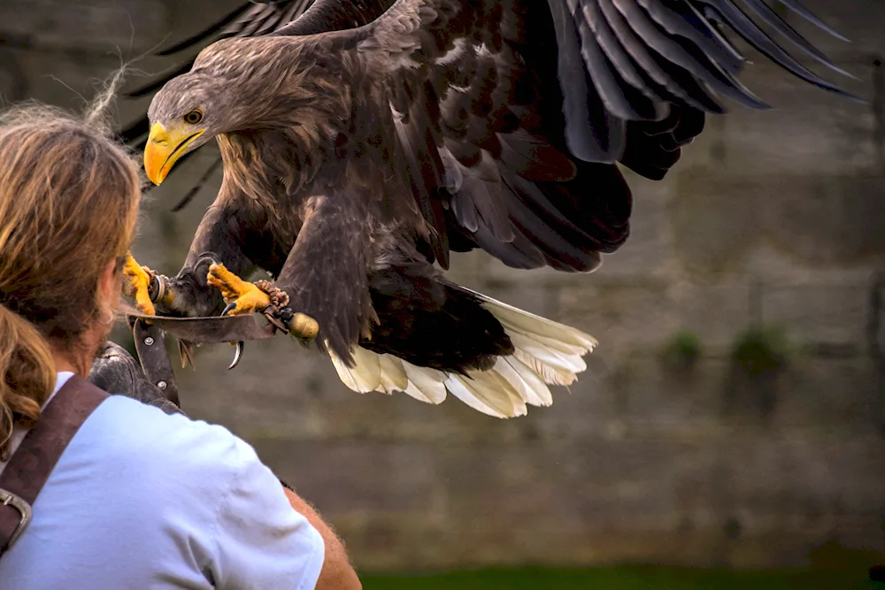 White-headed Eagle and man