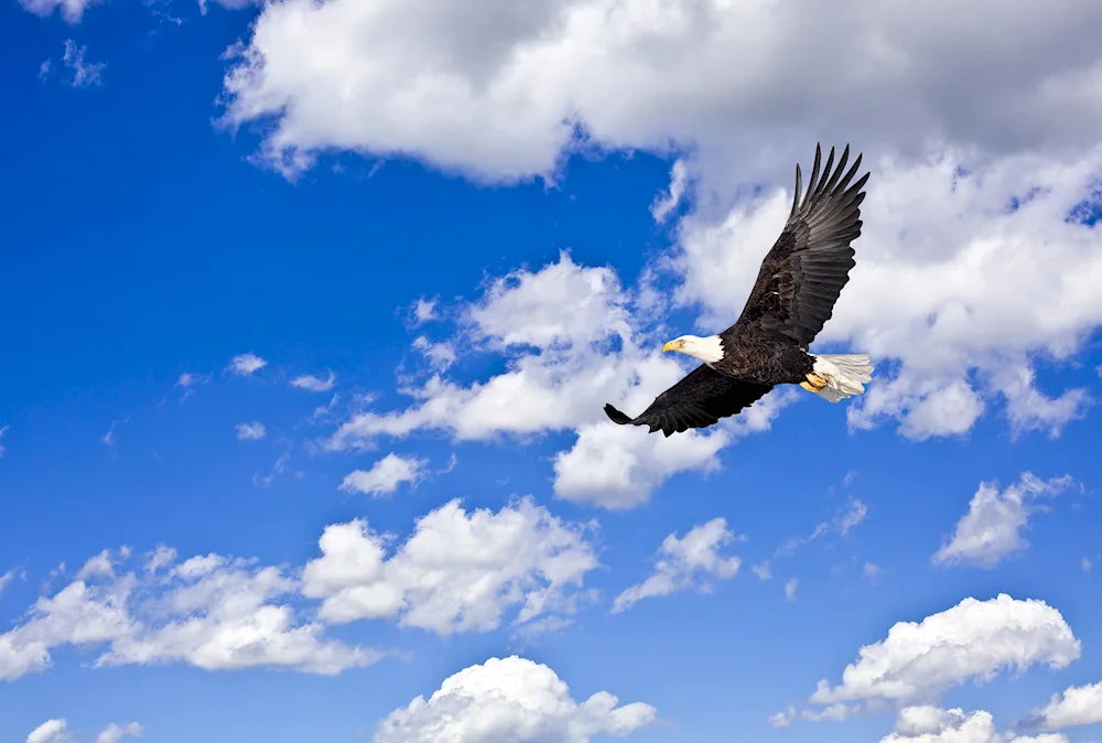 Grouse Eagle hunting wolf