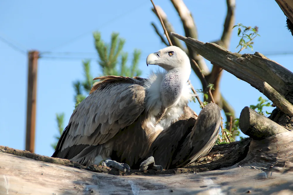 Birds of Moscow Zoo