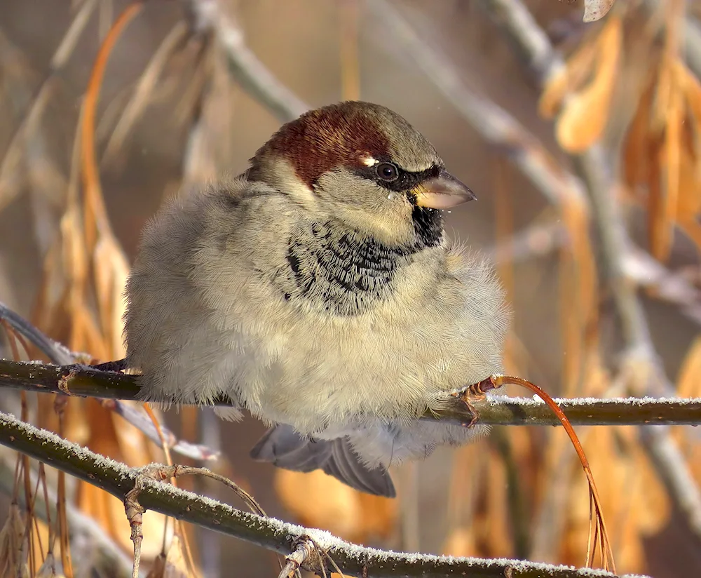 Many Sparrows